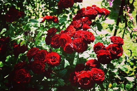 Red, Red, Rose via Instagram [Photography]