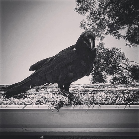 Crow via Instagram [Photography]