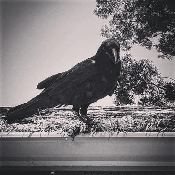 Crow in Black and White