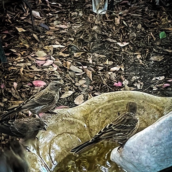 Finches in the Fountain via Instagram [Photography]