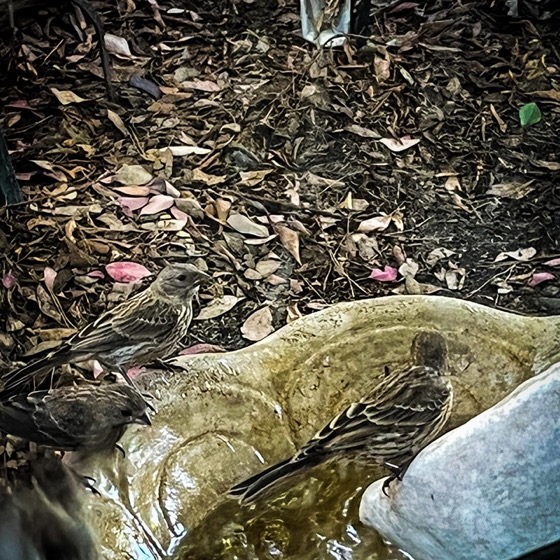 Finches in the Fountain via Instagram [Photography] 
