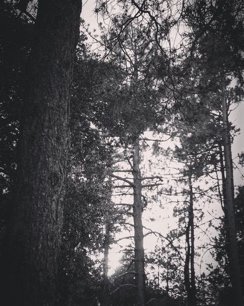 Sunset on Mount Wilson in Black and White via Instagram [Photography]