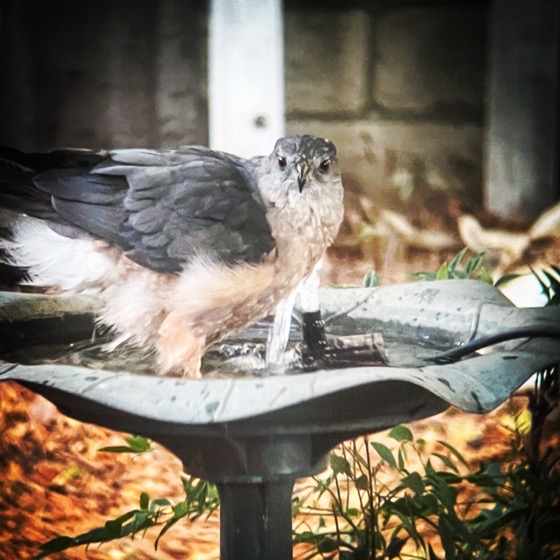 Cooper’s Hawk in the Birdbath via Instagram [Photography] 