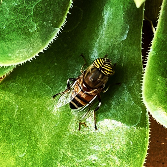 Stripe-eyed Lagoon Fly via Instagram [Photography]