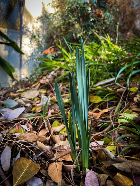 Paperwhites 2022  [Photography] 