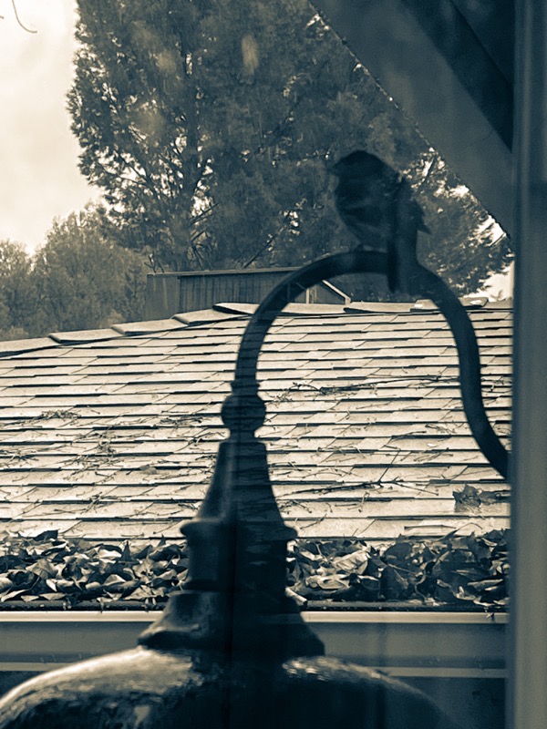 Birdie hiding out from the rain under the eaves (2 photos)  [Photography]