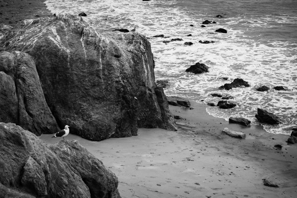 Gull at Leo Carrillo Beach, Malibu, California  [Photography]