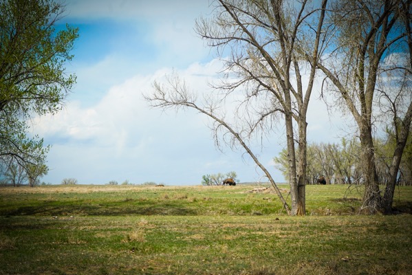 Spot the Bison, Rocky Mountain Arsenal National Wildlife Refuge, Denver, Colorado