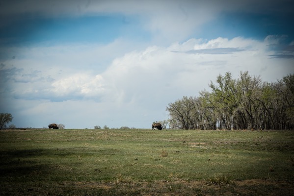 Bison, Rocky Mountain Arsenal National Wildlife Refuge, Denver, Colorado