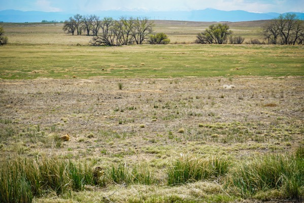 Prairie Dogs, Rocky Mountain Arsenal National Wildlife Refuge, Denver, Colorado