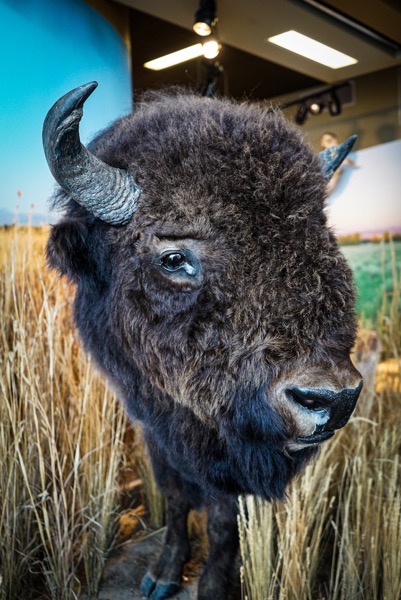 Mounted Bison Closeup, Rocky Mountain Arsenal National Wildlife Refuge, Denver, Colorado  [Photography]