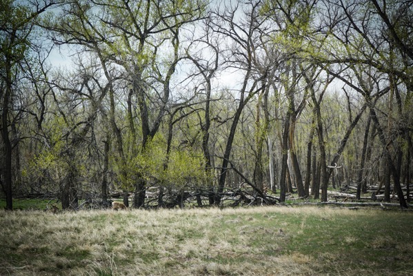 Spot the Deer, Rocky Mountain Arsenal National Wildlife Refuge, Denver, Colorado