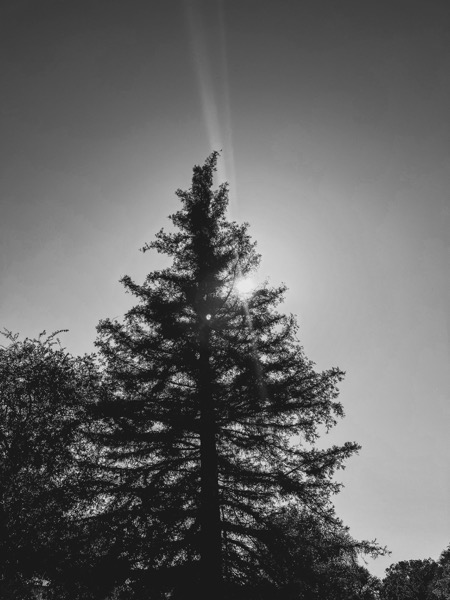 Pine tree silhouette  [Photography]