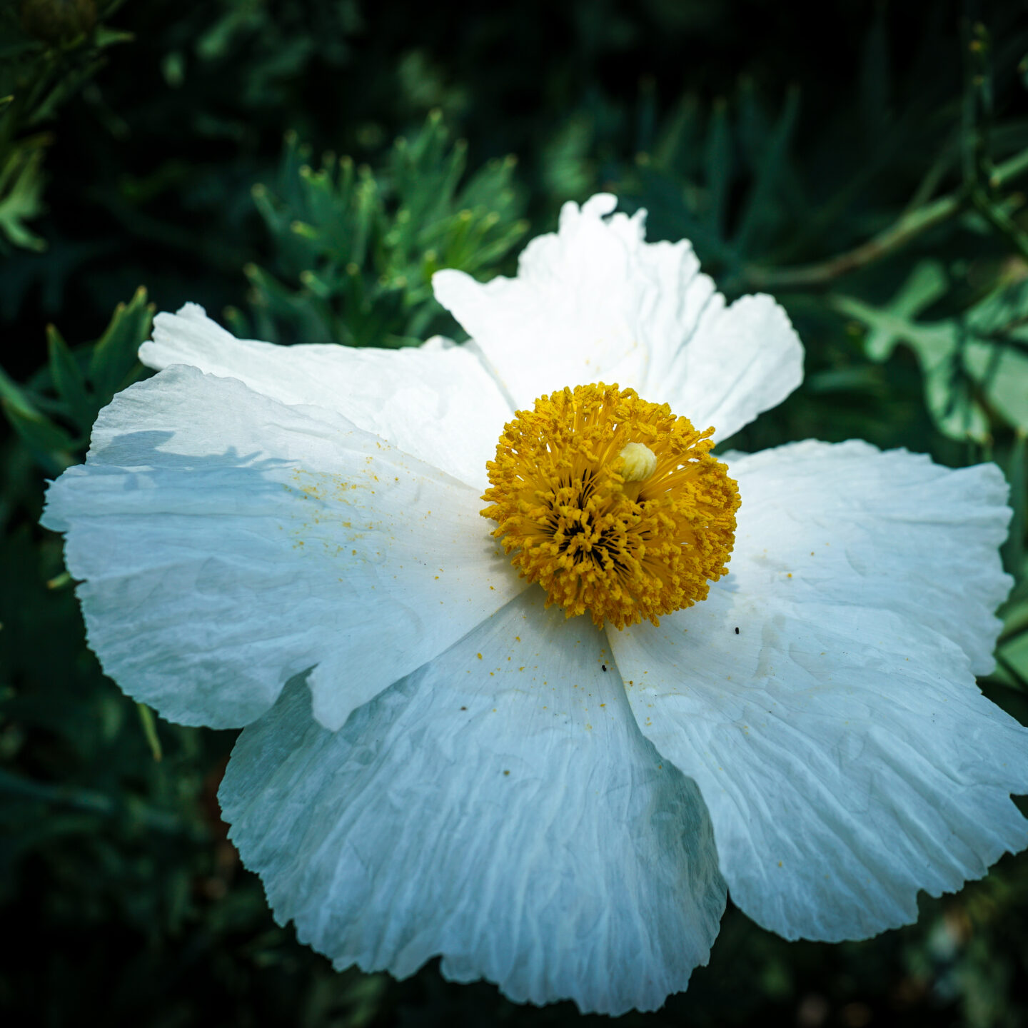 Matilija Poppy Along The LA River in Frogtown  [Photography]