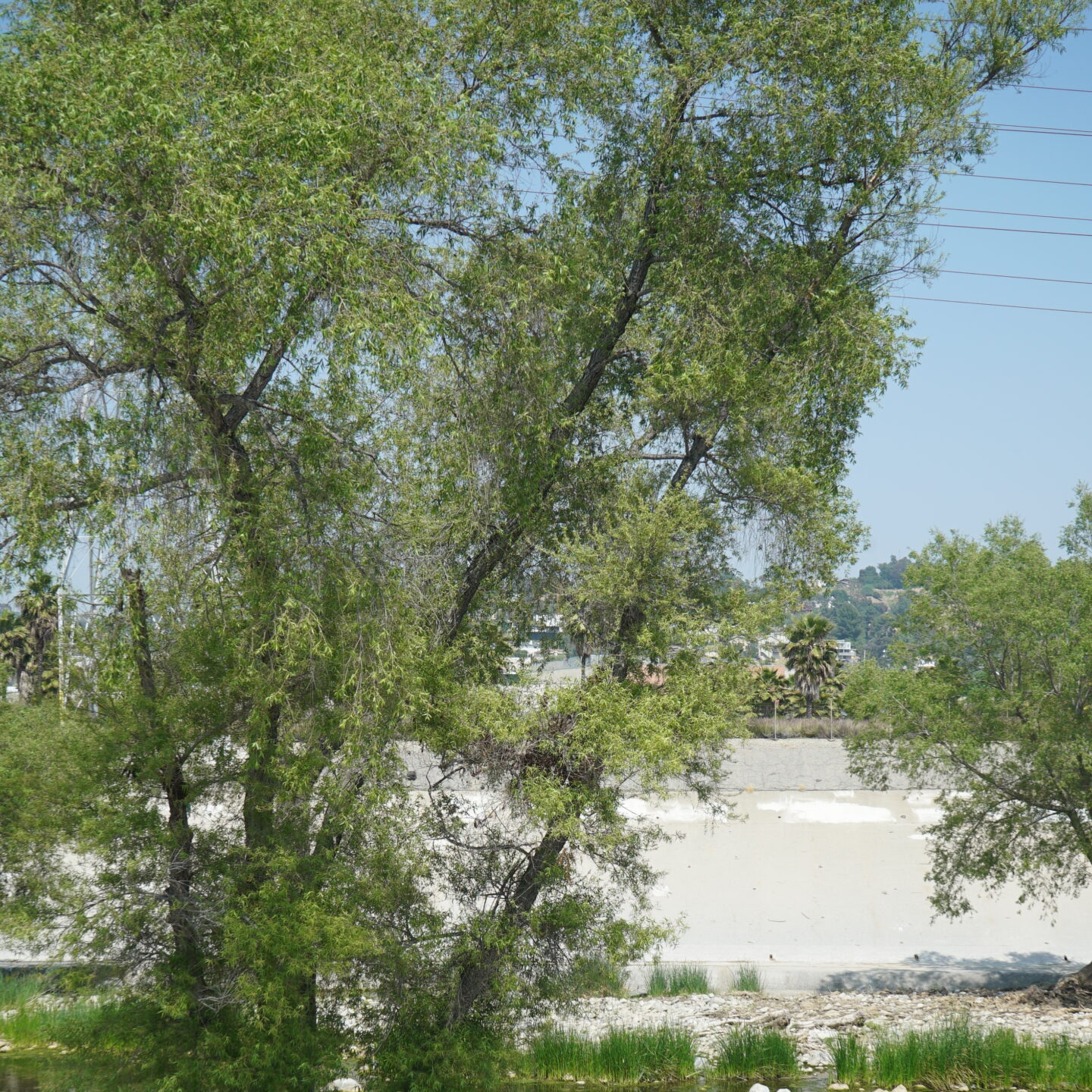 Los Angeles River @ Frogtown  [Photography]