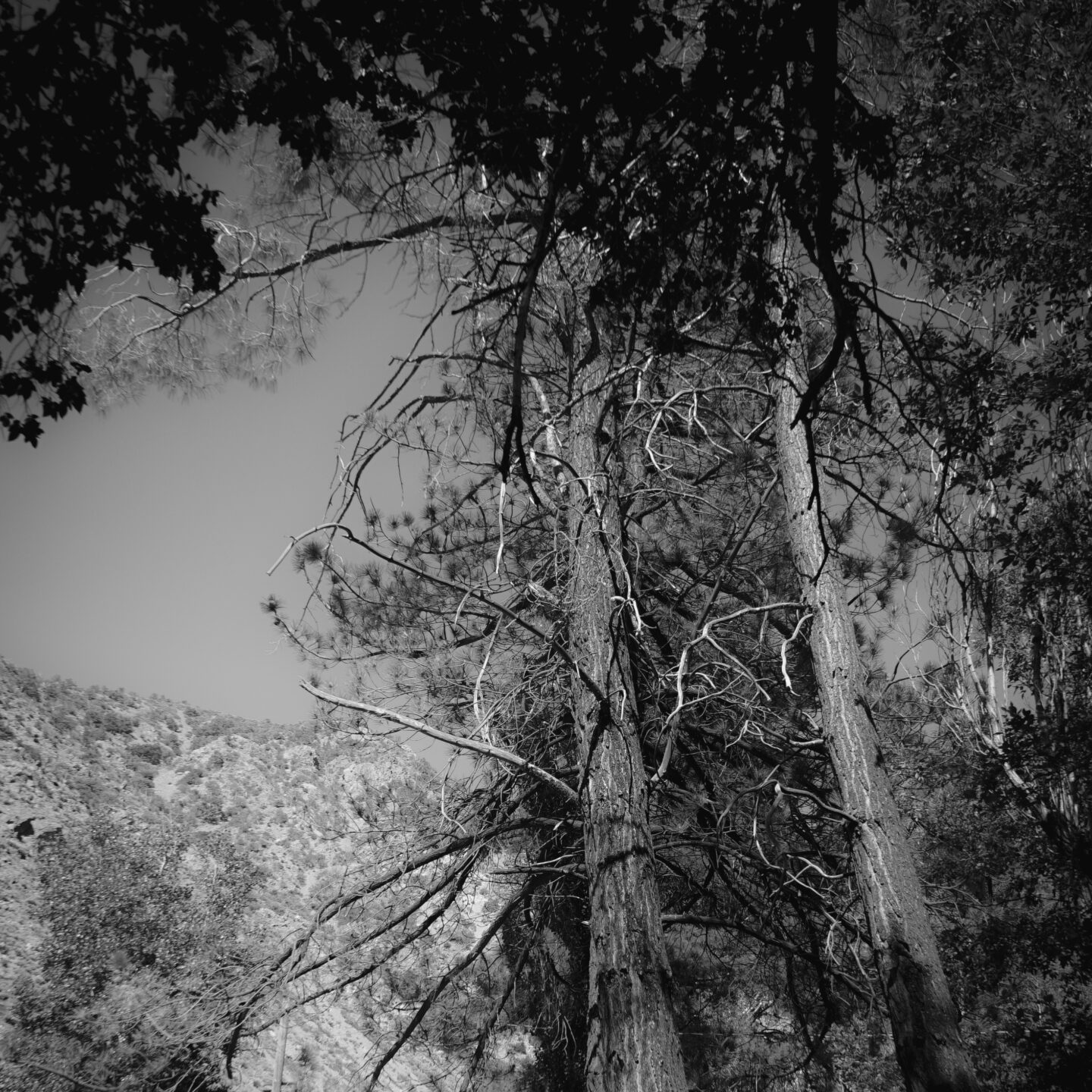 Paradise Springs Landscape 07 – Trees in Black and White [Photography]