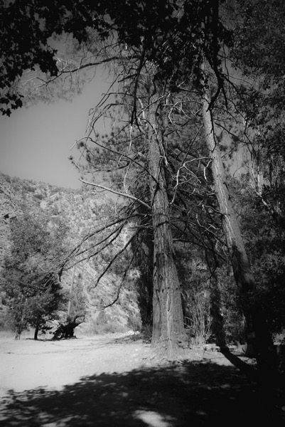 Paradise Springs Landscape 07 - Trees in Black and White 