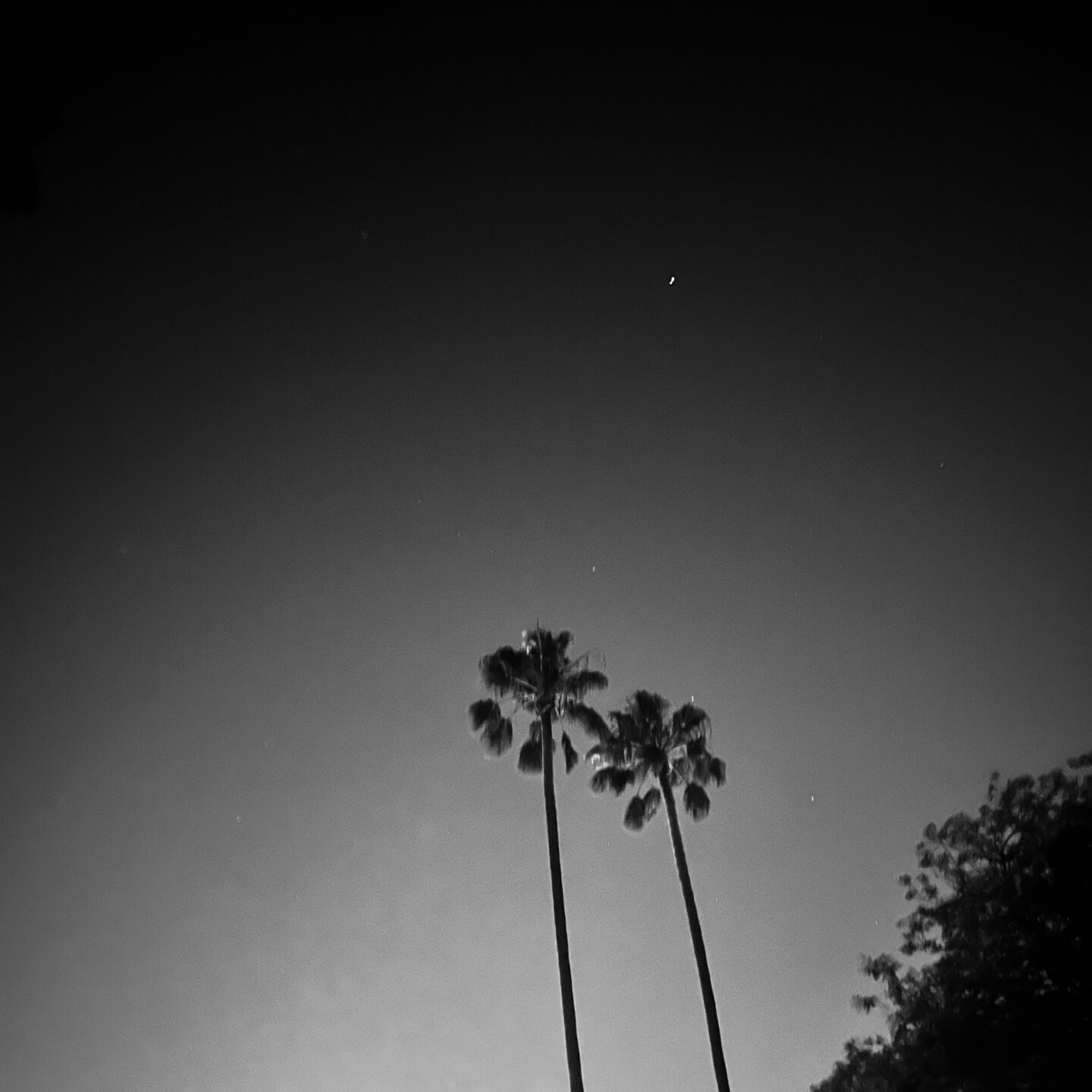 Planet and Palms, Sherman Oaks, California (2 photos) [Photography]