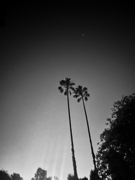 Planet and Palms, Sherman Oaks, California (2 photos)