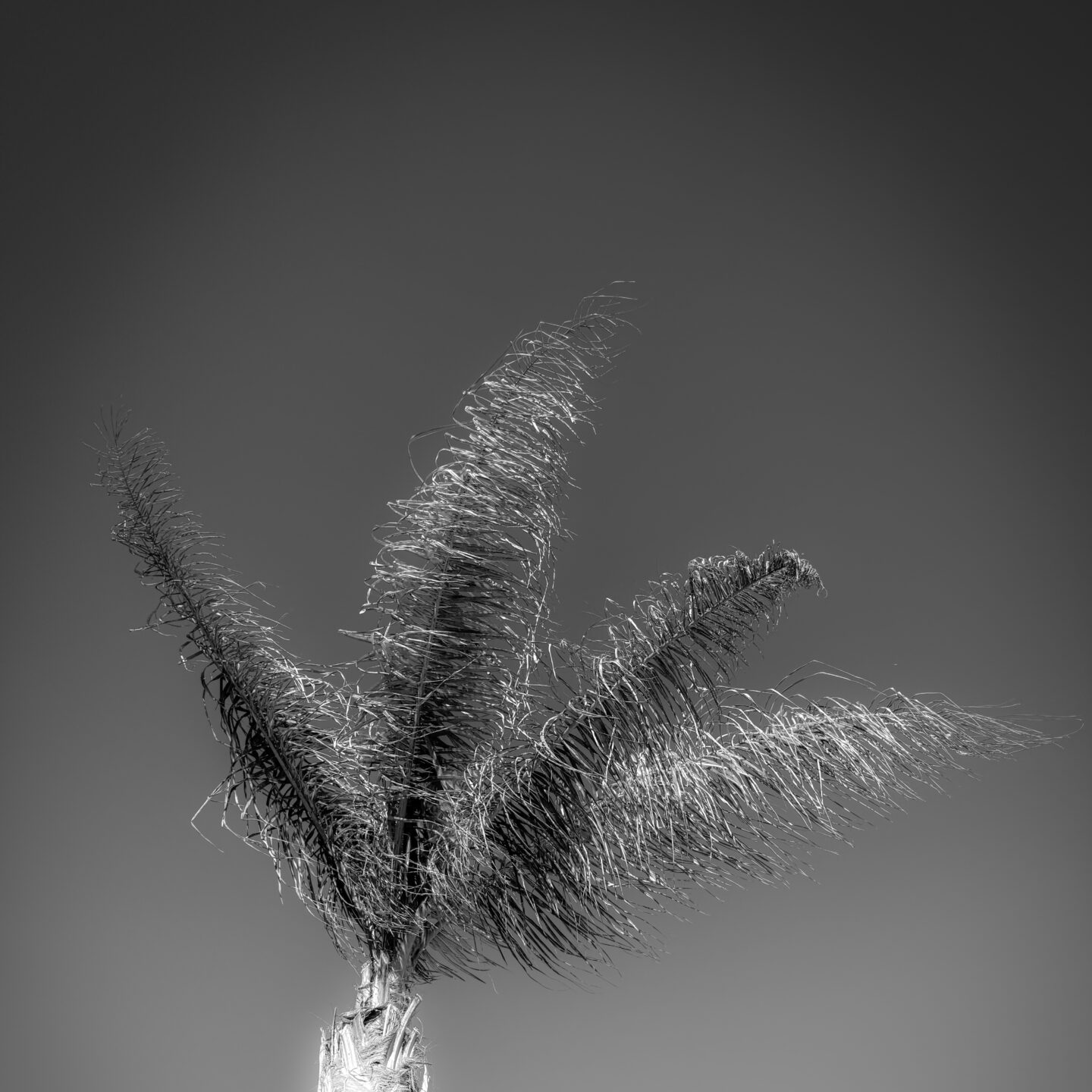 Palm Tree, Indio, California [Photography]