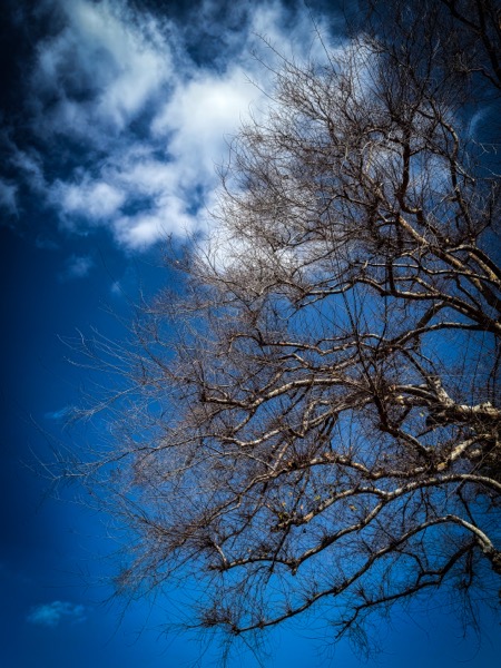 Winter Tree, Sherman Oaks, California  