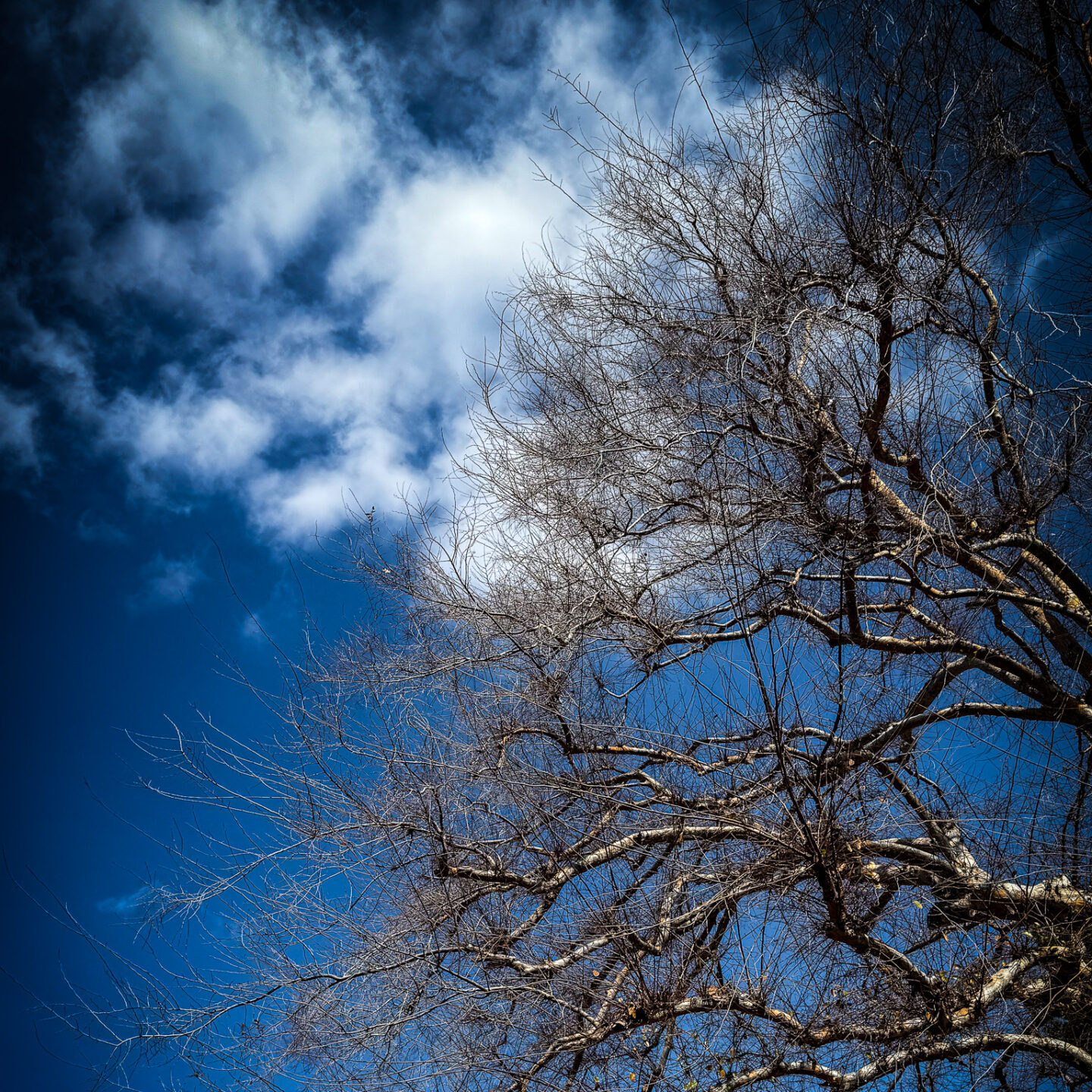 Winter Tree, Sherman Oaks, California  [Photography]