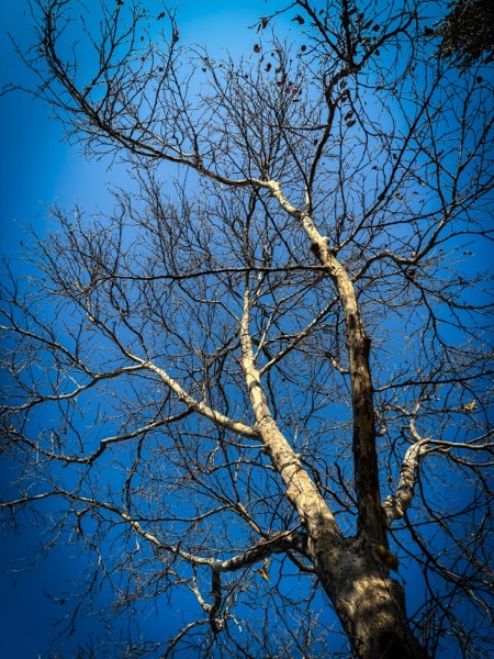 Winter Tree, San Fernando, California [Photography]