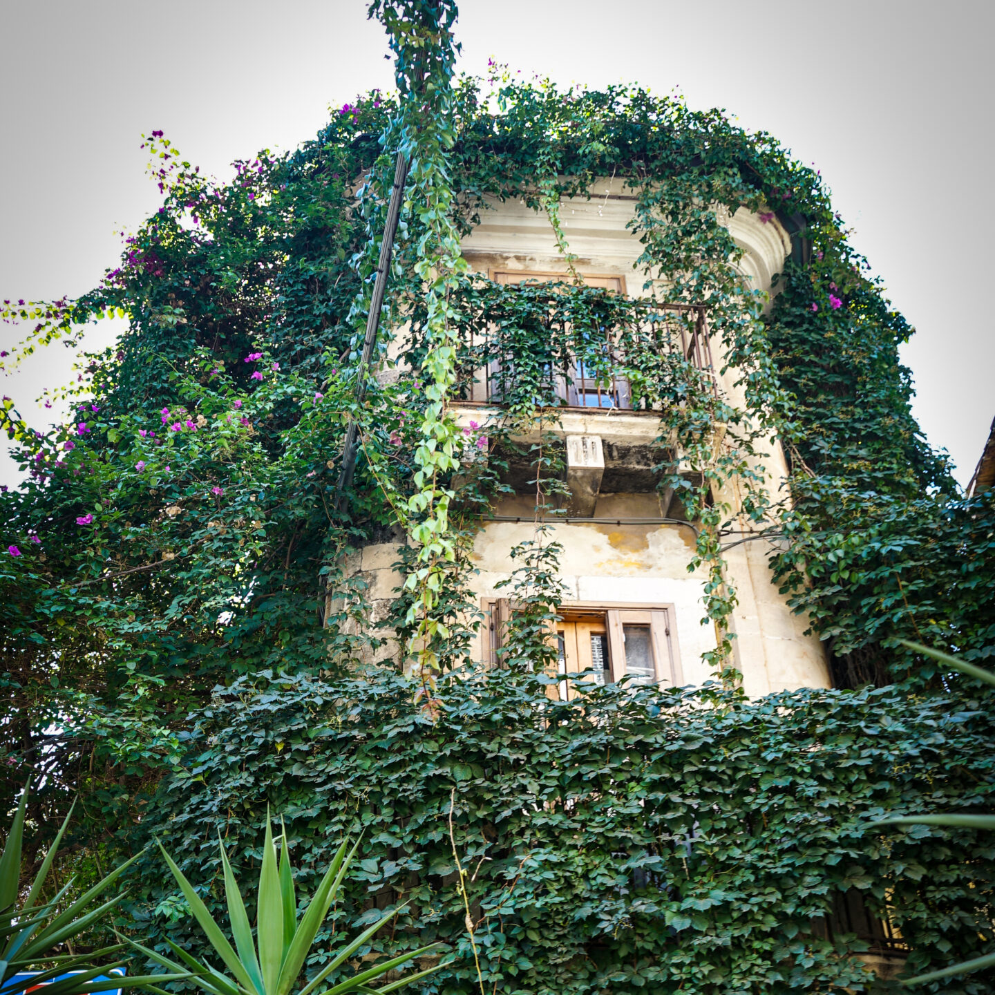 Vine-covered Building, Catania, Sicily, Italy [Photography]