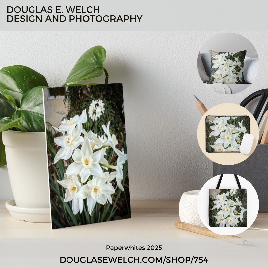 New Design: Paperwhites 2025 Products [For Sale]