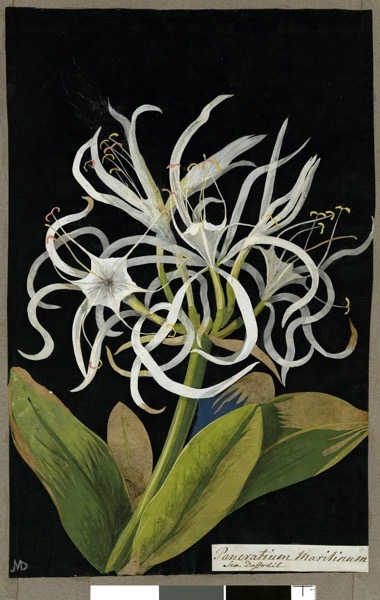 Explore Hundreds of Exquisite Botanical Collages Created by an 18th-Century Septuagenarian Artist via Colossal [Shared]