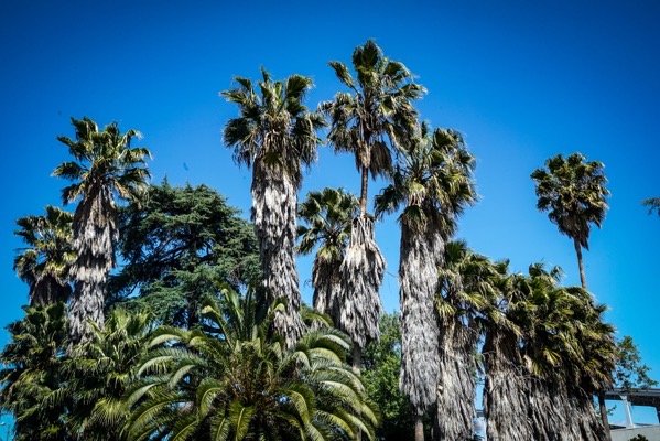 Urban Palm Tree Oasis, Sherman Oaks, California  [Photography]