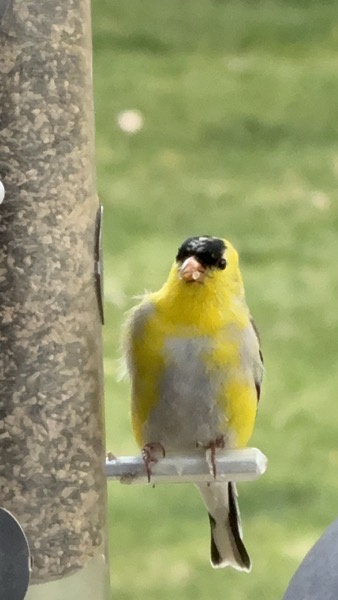  The image features a small bird perched on a bird feeder. The bird has a bright yellow head and chest, with a black cap on its head and a grayish-white belly. Its beak is short and conical, typical of seed-eating birds. The bird is gripping a white perch with its feet, and its tail feathers are slightly fanned out. The bird feeder is cylindrical, filled with seeds, and has a metal attachment. The background is a blurred green, suggesting a grassy area. The bird appears to be looking directly at the camera, with its head slightly tilted.</p>

<p>Provided by @altbot, generated privately and locally using Ovis2-8B