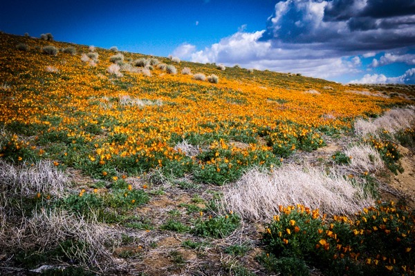 California Poppy (Eschscholzia) 2003, California Poppy Reserve, Lancaster, California  [Photography]