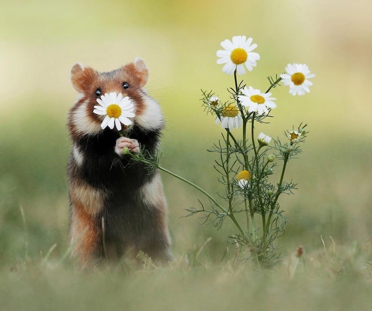 Adorable Wild Hamster Photos of Them Enjoying the World at Large via My Modern Met [Shared]