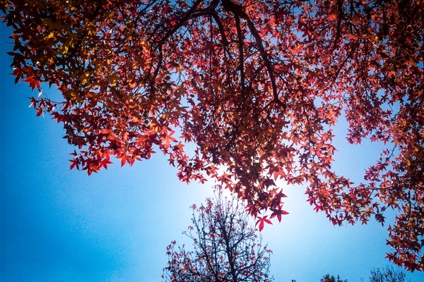 The image depicts a view of a tree canopy against a clear blue sky. The tree is adorned with vibrant red leaves, characteristic of the autumn season. The leaves are densely packed, creating a rich tapestry of red hues that contrast sharply with the blue sky. The sunlight filters through the leaves, casting a warm glow and creating a halo effect around the sun. In the background, the silhouette of another tree is visible, its branches bare and dark against the sky. The overall composition highlights the beauty of nature during the fall season, with the interplay of light and color creating a serene and picturesque scene.</p>

<p>Provided by @altbot, generated privately and locally using Ovis2-8B
