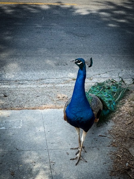 The image features a peacock standing on a concrete sidewalk next to a road. The peacock is facing slightly to the left, showcasing its vibrant blue neck and chest, with a fan of iridescent green and blue tail feathers trailing behind. Its head is adorned with a crest of feathers, and it has a distinctive white eye-ring around its eye. The peacock's long, slender legs and feet are visible, with the toes spread apart. The background includes a road with a yellow line and shadows from trees, indicating a sunny day. The peacock's feathers display a mix of blue, green, and brown hues, with the tail feathers having a pattern of eye-like spots. The sidewalk is made of gray concrete, with some scattered leaves and debris.</p>

<p>Provided by @altbot, generated privately and locally using Ovis2-8B