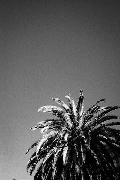 The image is a black and white photograph featuring a palm tree against a clear sky. The palm tree is positioned in the lower right corner of the frame, with its fronds extending upwards and outwards, creating a dynamic silhouette. The fronds are long and feathery, with a detailed texture that is accentuated by the contrast between light and shadow. The sky occupies the upper portion of the image, appearing smooth and unblemished, with a gradient from lighter to darker shades, suggesting a bright day. The absence of clouds and other elements in the sky emphasizes the tree's prominence in the composition. The overall effect is a striking and minimalist representation of nature.</p></p></p></p>

<p><p><p><p>Provided by @altbot, generated privately and locally using Ovis2-8B
