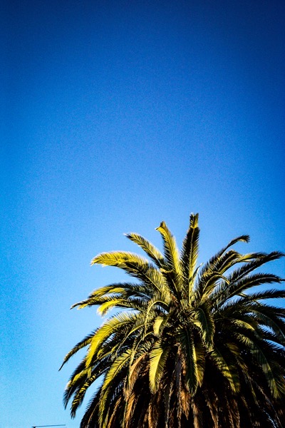The image features a tall palm tree with a dense canopy of green fronds against a clear blue sky. The palm tree is positioned in the lower right corner of the image, with its fronds extending upwards and outwards, creating a fan-like shape. The sky is a vibrant blue, devoid of clouds, suggesting a sunny day. The lighting highlights the texture and color of the palm fronds, with some areas appearing slightly darker due to shadows. The background is a uniform blue, emphasizing the tree's silhouette and the contrast between the green foliage and the sky.</p></p></p></p>

<p><p><p><p>Provided by @altbot, generated privately and locally using Ovis2-8B