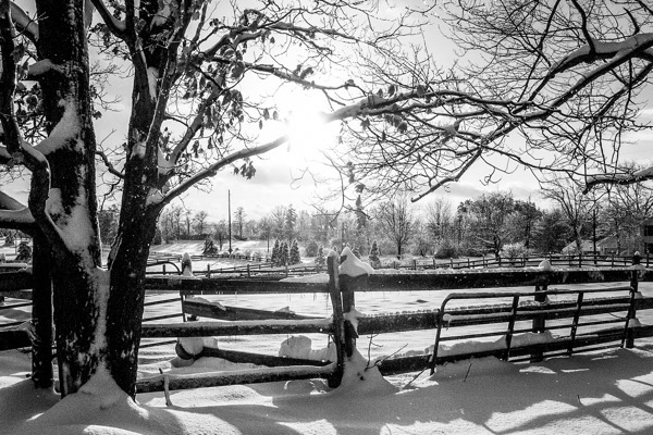 The image depicts a serene winter landscape in black and white. In the foreground, a large tree with snow-covered branches stands prominently, its trunk partially obscured by a fence. The fence, made of wooden rails, is also blanketed in snow, with some posts heavily laden with the white stuff. The ground is covered in a thick layer of snow, creating a soft, undulating surface.</p>

<p>In the background, a series of wooden fences stretch across the scene, enclosing a field that is similarly blanketed in snow. The sun is visible in the upper right corner, casting long shadows and creating a contrast between the bright areas and the darker, snow-covered ground. The sky is partly cloudy, with the sun's rays breaking through, adding depth to the scene.</p>

<p>The overall composition is peaceful and tranquil, with the interplay of light and shadow enhancing the winter atmosphere. The absence of color emphasizes the textures and forms, such as the rough bark of the tree and the smooth, untouched snow.</p>

<p>Provided by @altbot, generated privately and locally using Ovis2-8B