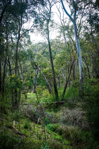  The image depicts a dense forest scene with tall trees, primarily eucalyptus, characterized by their smooth, white bark. The trees are scattered throughout the scene, with some standing upright and others leaning or fallen, creating a natural, untamed appearance. The forest floor is covered with a mix of green grass, shrubs, and fallen branches, indicating a healthy ecosystem. Sunlight filters through the canopy, casting dappled light on the ground, enhancing the natural beauty of the scene. The overall atmosphere is serene and untouched, showcasing the raw beauty of a forest environment.</p>

<p>Provided by @altbot, generated privately and locally using Ovis2-8B