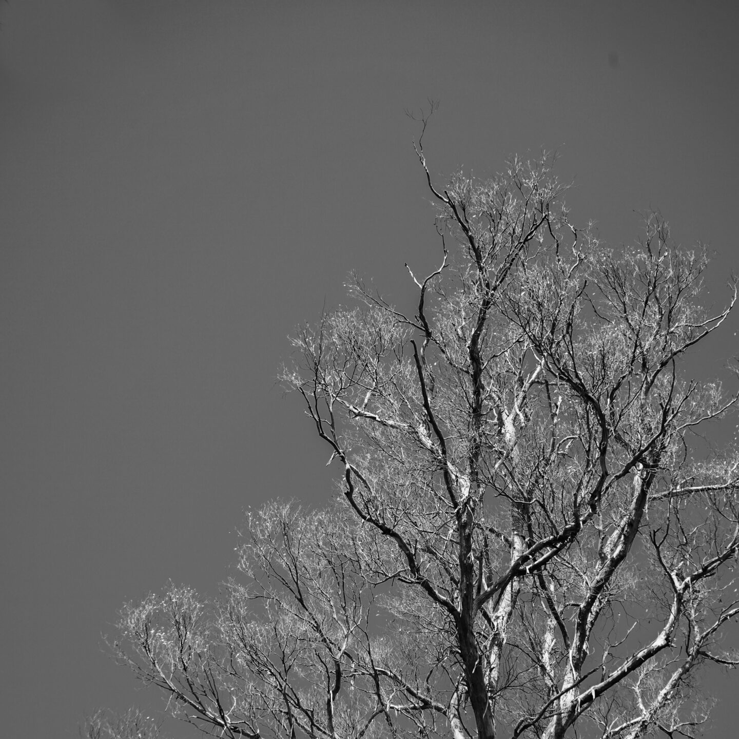 Barren Tree, Cleland National Wildlife Park – Trip To Adelaide, Sydney and Hawaii in September 2025 [Prints Available]