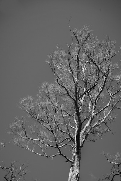 A black and white photograph features a large tree prominently centered against a dark, solid background. The tree's branches are bare and intricate, reaching upwards and outwards in a complex network of limbs. The trunk is thick and textured, appearing sturdy and aged. The background is uniformly dark, making the tree stand out in stark contrast. Smaller, similarly bare branches can be seen along the bottom edge of the frame, suggesting additional trees or shrubbery, but these are less defined and out of focus.</p></p>

<p><p>Provided by @altbot, generated privately and locally using Gemma3:27b