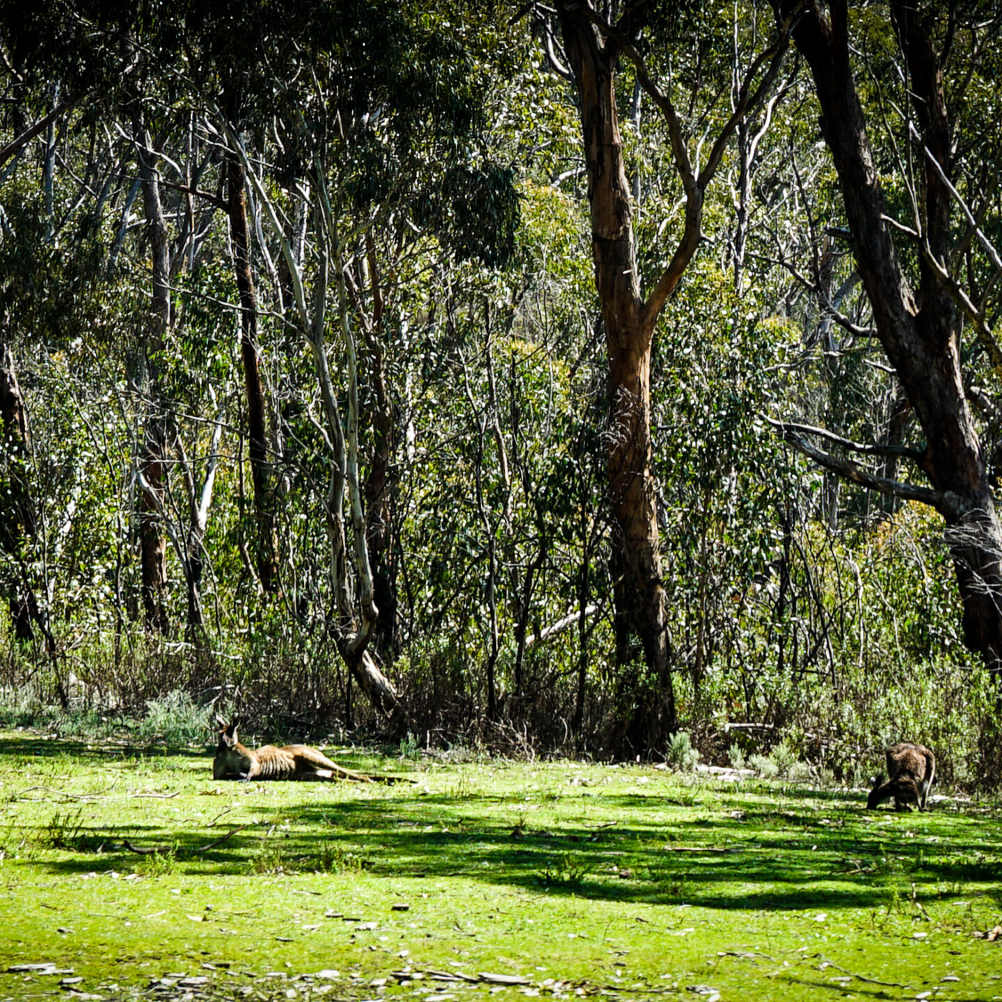 Wild Kangaroos, Cleland National Wildlife Park, Near Adelaide, Australia [Photography]
