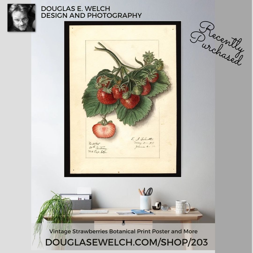 Recently Purchased: Vintage Strawberries Poster from Douglas E. Welch Design and Photography