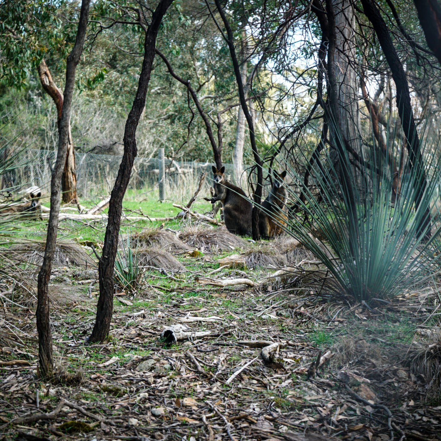 Wallabies 1, Cleland National Wildlife Park, Near Adelaide, Australia [Photography]