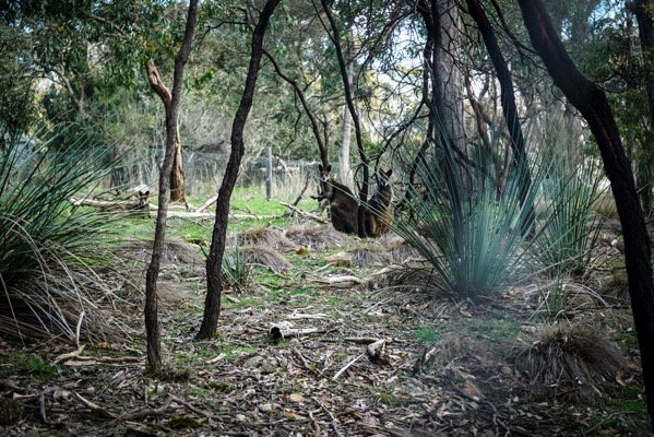 The image depicts a wooded area with a grassy field and wallabies visible in the background. Several slender tree trunks are prominently featured in the foreground, casting shadows on the ground covered with dry leaves and scattered debris. A cluster of spiky, blue-green plants grows near the center of the frame, and another patch of similar vegetation is positioned near the right edge. The field beyond the trees appears to be relatively open, with a faint suggestion of rolling hills and a distant structure. The overall lighting suggests a partially shaded environment, with sunlight filtering through the trees, creating a mix of light and shadow throughout the scene.</p></p></p>

<p><p><p>Provided by @altbot, generated privately and locally using Gemma3:27b