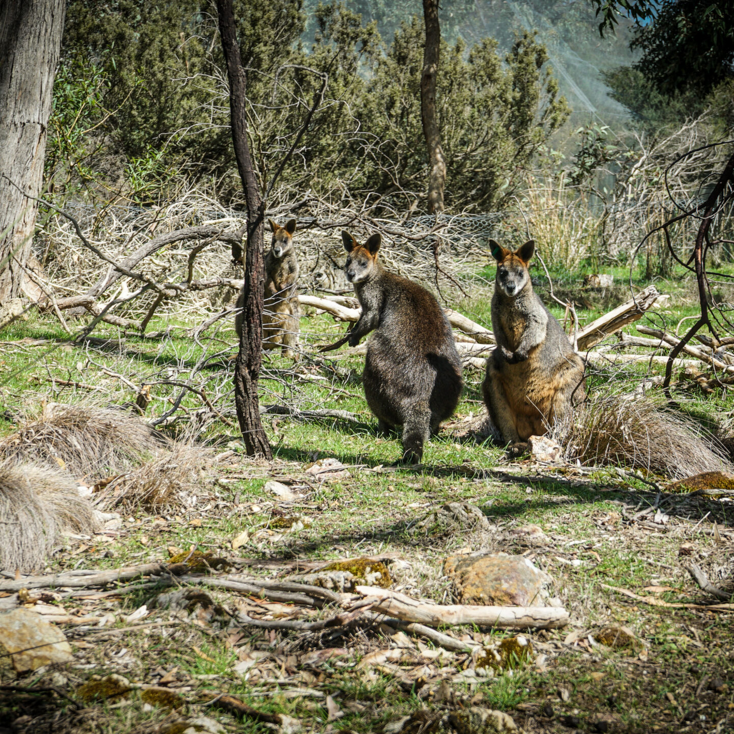 Wallabies 2, Cleland National Wildlife Park, Near Adelaide, Australia [Photography]