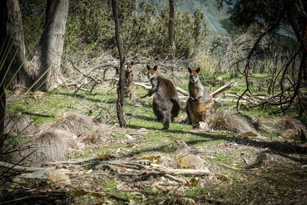 A photograph shows two wallabies in a wooded area. The wallaby on the left is mid-stride, appearing to be walking towards the viewer, while the wallaby on the right is sitting upright with its tail resting on the ground. Both animals have brown fur and are surrounded by dry grass, fallen branches, and the trunks of trees. The background is filled with more trees and vegetation, creating a dense forest environment. Sunlight filters through the trees, casting shadows on the ground and highlighting the wallabies.</p></p></p>

<p><p><p>Provided by @altbot, generated privately and locally using Gemma3:27b