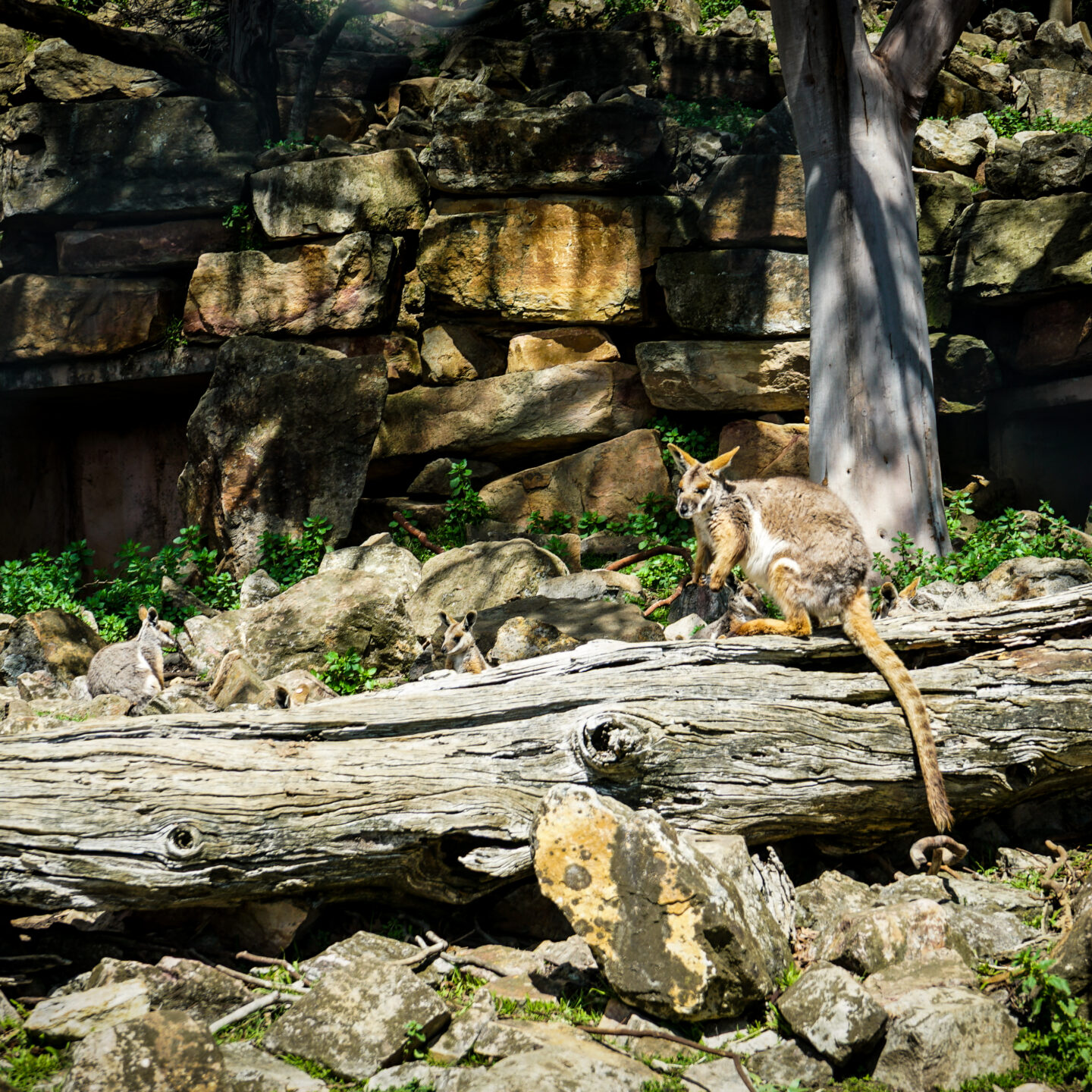Wallaby 3, Cleland National Wildlife Park, Near Adelaide, Australia [Photography]
