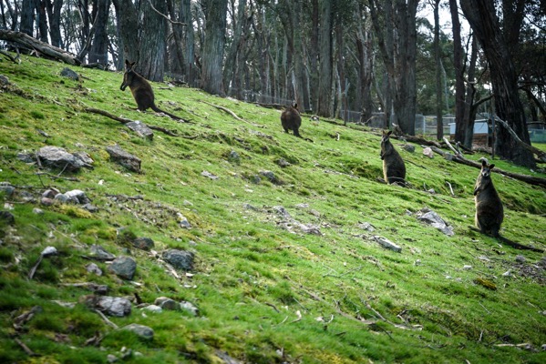 The image shows a grassy hillside populated by several wallabies. The hill is covered in bright green grass with scattered rocks and small patches of dry vegetation. Four kangaroos are visible on the slope, each positioned at different points and facing various directions. A dense row of tall, slender trees lines the top edge of the hill, creating a dark backdrop. The scene is captured in daylight, with the overall lighting being somewhat muted, and a fence is partially visible in the distance on the right side of the image.</p>

<p>Provided by @altbot, generated privately and locally using Gemma3:27b